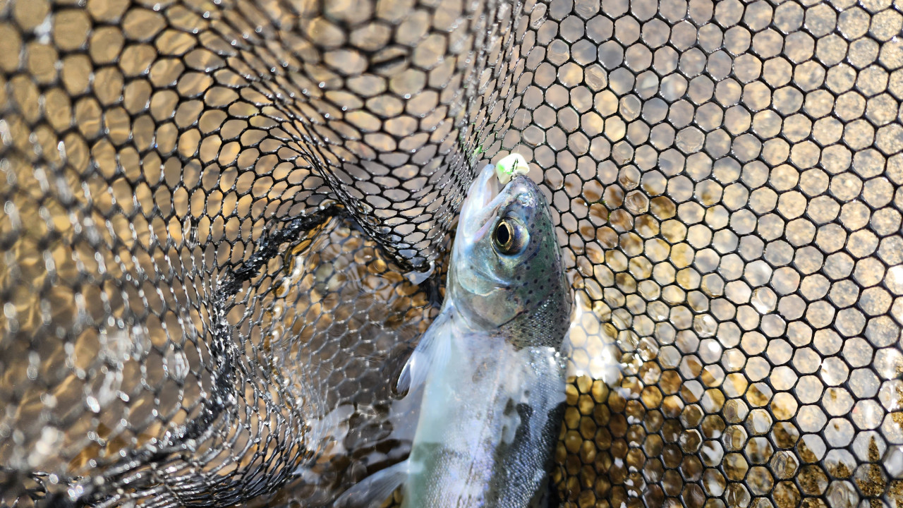 ロブルアー　バベコンで釣れたトラウト