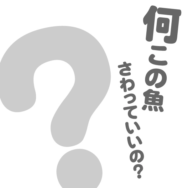 知らない魚が釣れた…