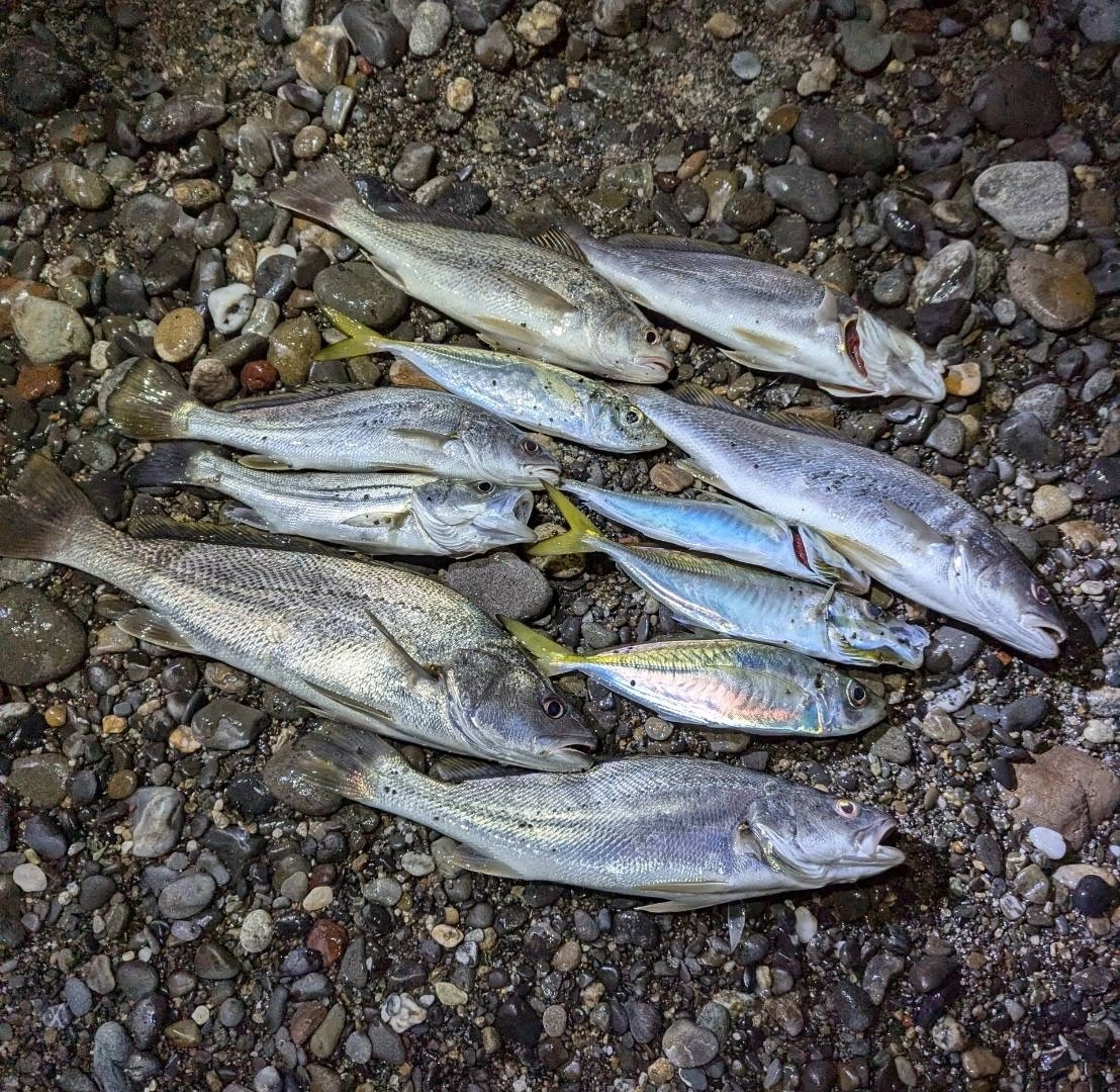 浜のぶっこみ釣りはいろんな魚が釣れて面白いですよ♪