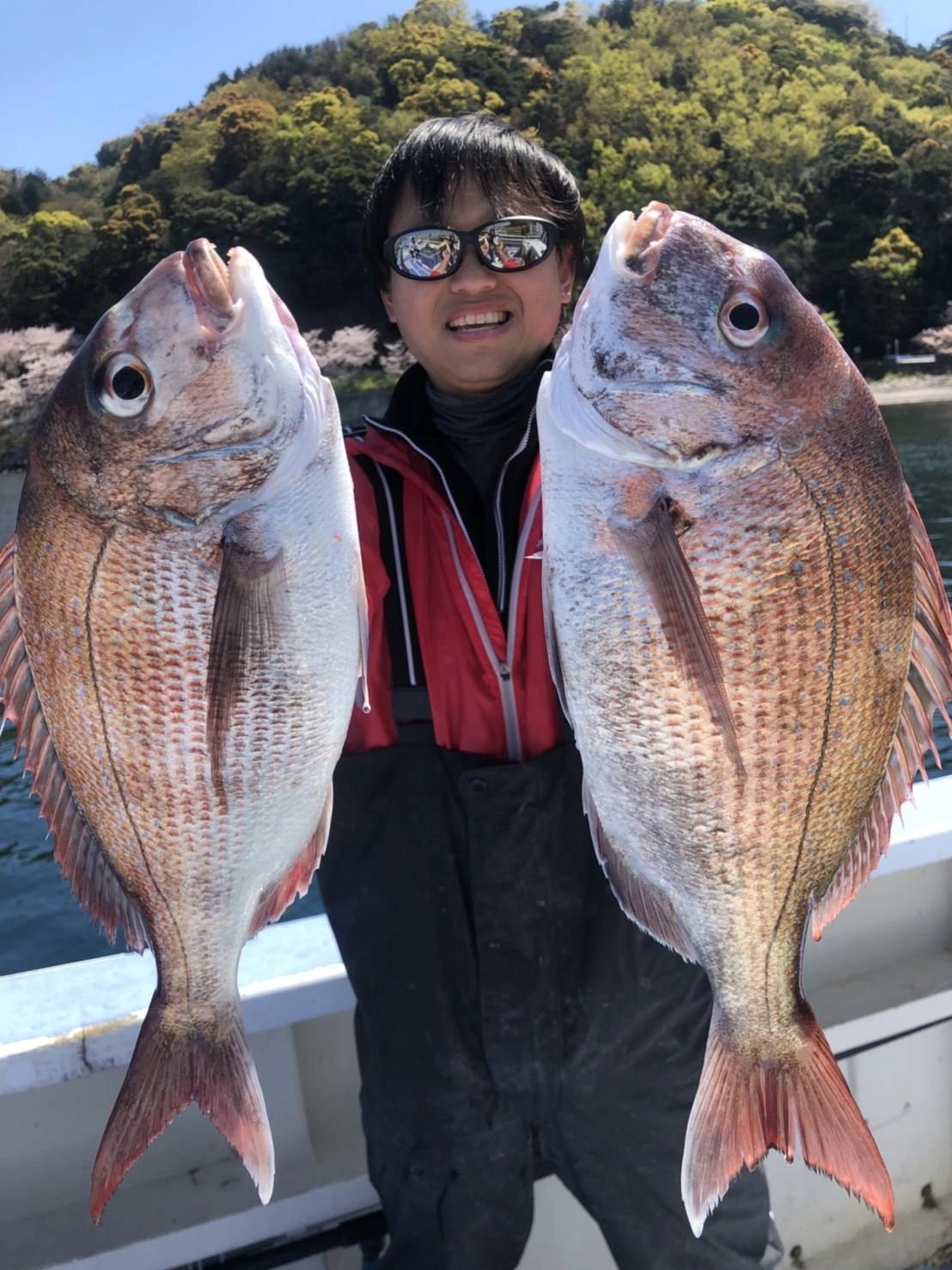 沼津湾内乗っ込みマダイ!好調です!!