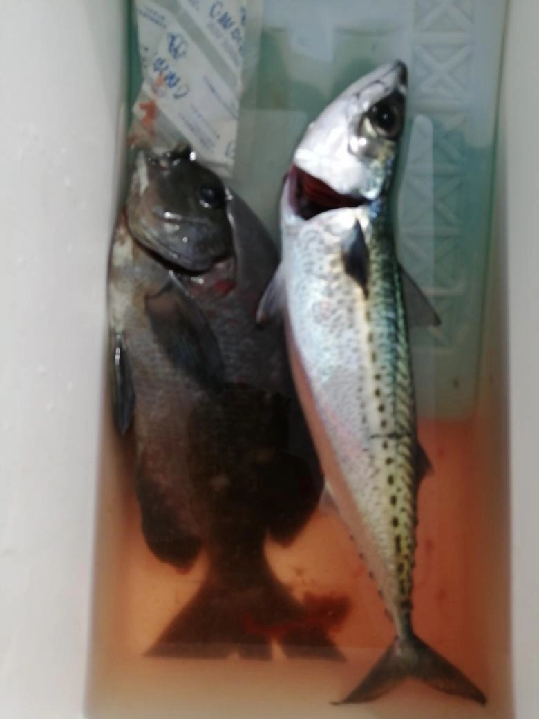 カゴ釣りでメジナとサバが釣れてました。