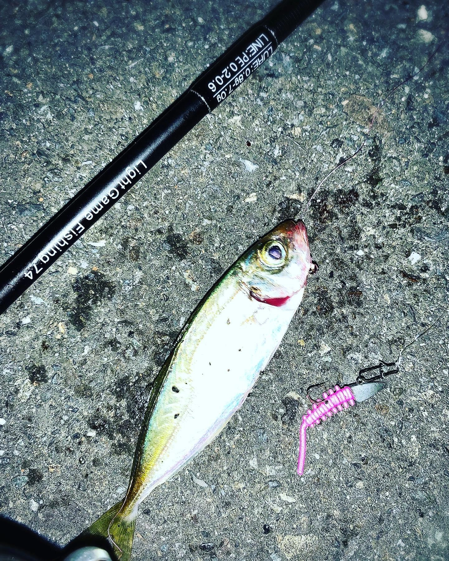 軽いデルタヘッドでライトワインド!!あとは短く千切ったガルプを使用!!噂のグミワームがあればなぁ〜と後悔笑