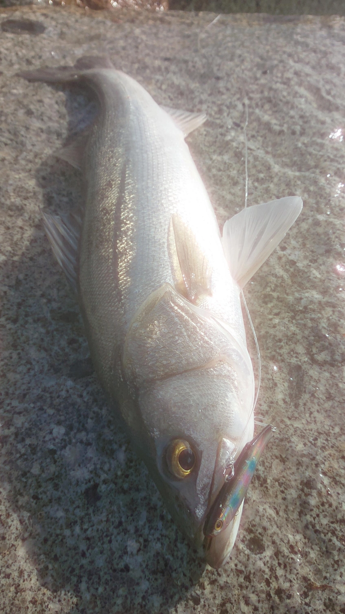 HITルアー レンジバイブ80ES